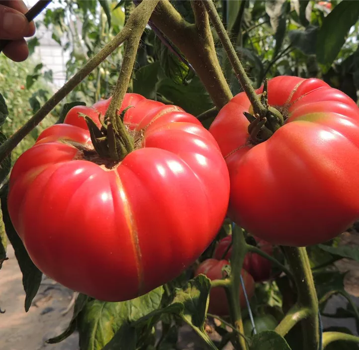 Tomate Olena Ukrainian