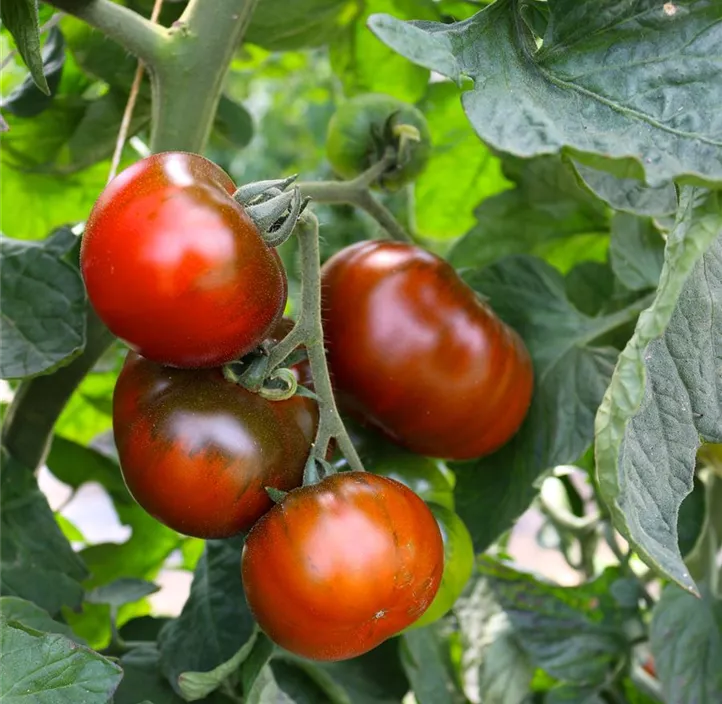 Tomate Revilla