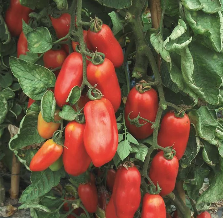 Tomate San Marzano