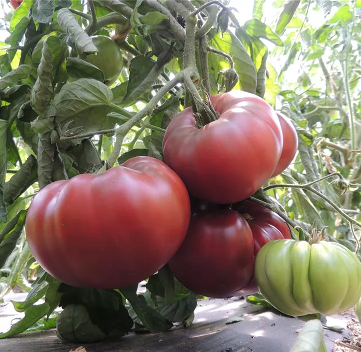 Tomate Tschernij Prinz