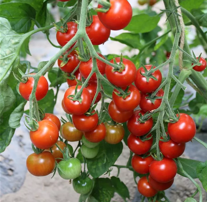 Tomate Zuckertraube