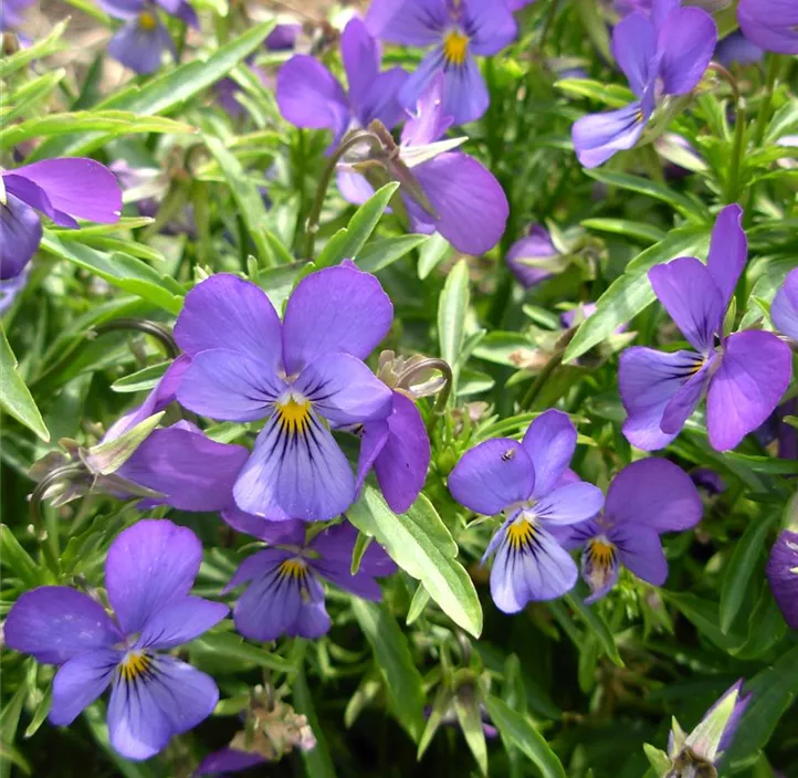 Viola cornuta