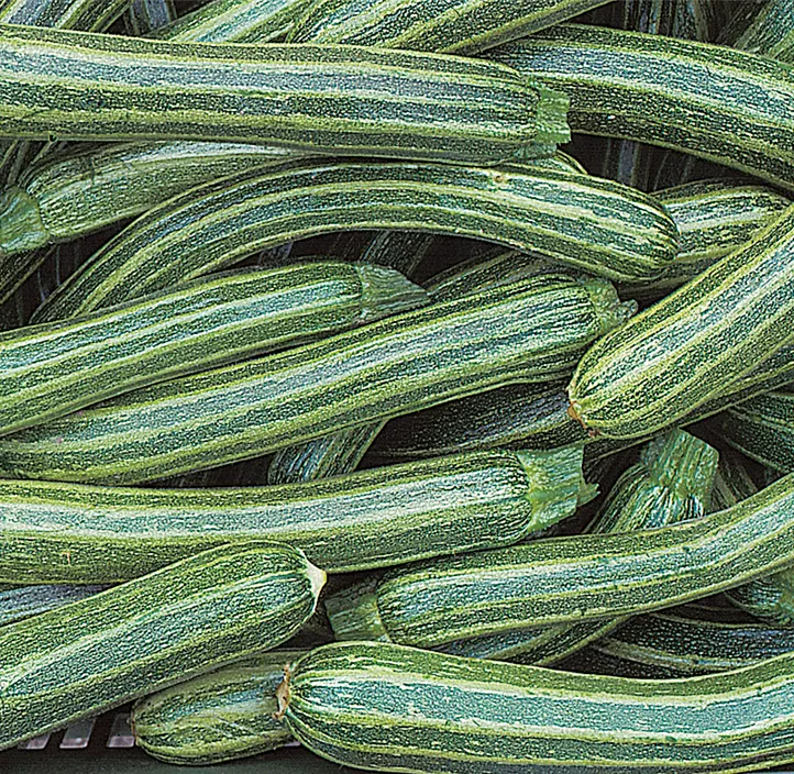 Zucchini Striato d'Italia