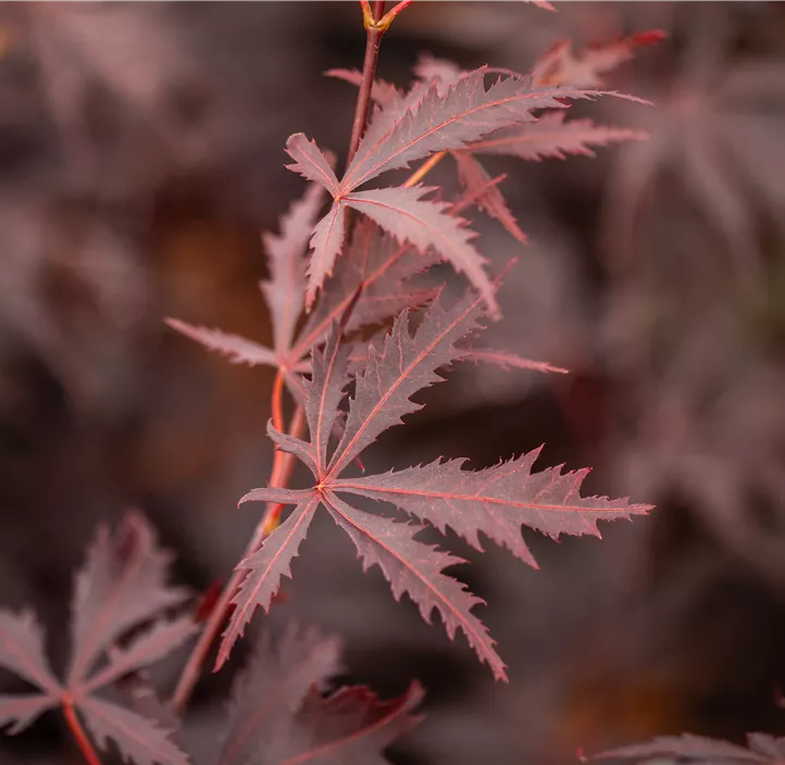 Dunkelroter Fächerahorn 'Black Lace'