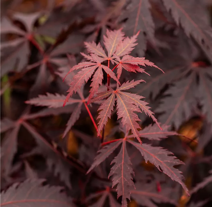 Dunkelroter Fächerahorn 'Black Lace'