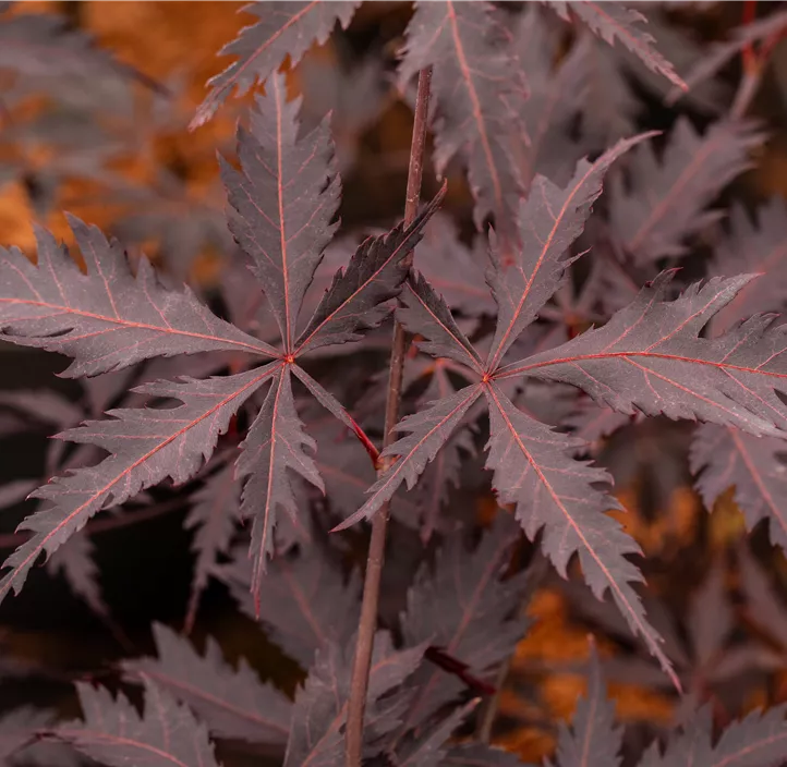 Dunkelroter Fächerahorn 'Black Lace'