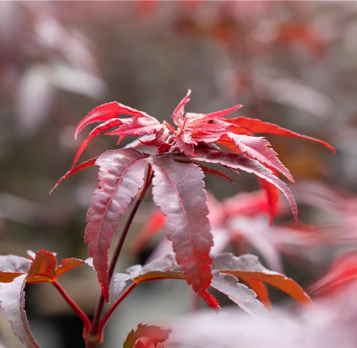 Japanischer Ahorn 'Twombly's Red Sentinel'