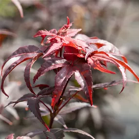 Acer palmatum Twomblys Red Sentinel