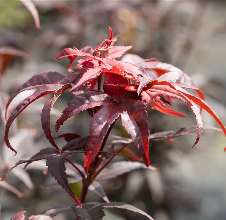 Japanischer Ahorn 'Twombly's Red Sentinel'