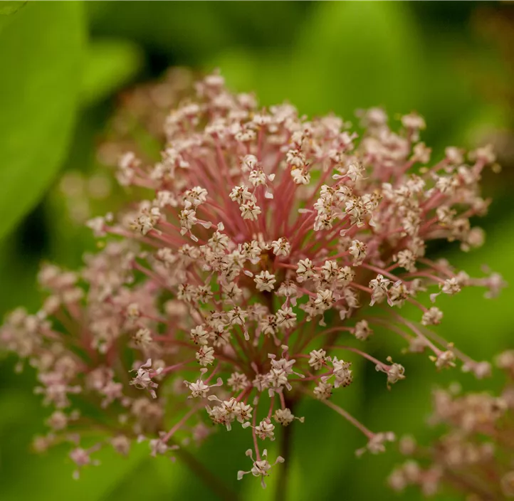 Säckelblume 'Marie Simon'