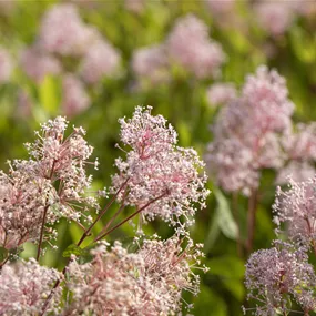 Ceanothus pallidus 'Marie Simon'