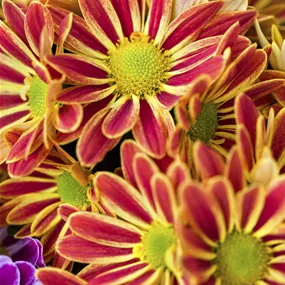 Chrysanthemum indicum Hoi Hoi