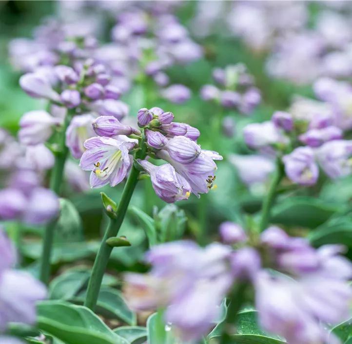 Garten-Funkie 'Blue Mouse Ears'