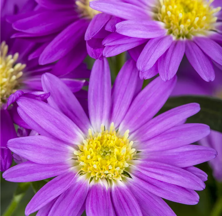 Glattblatt-Aster