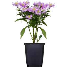 Aster novi belgii