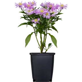 Aster novi belgii