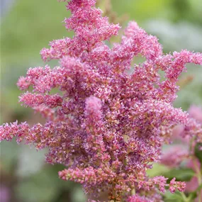 Astilbe cultivars 'Younique'