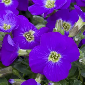 Aubrieta gracilis Pottburri