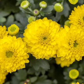 Chrysanthemum indicum Double Yellow