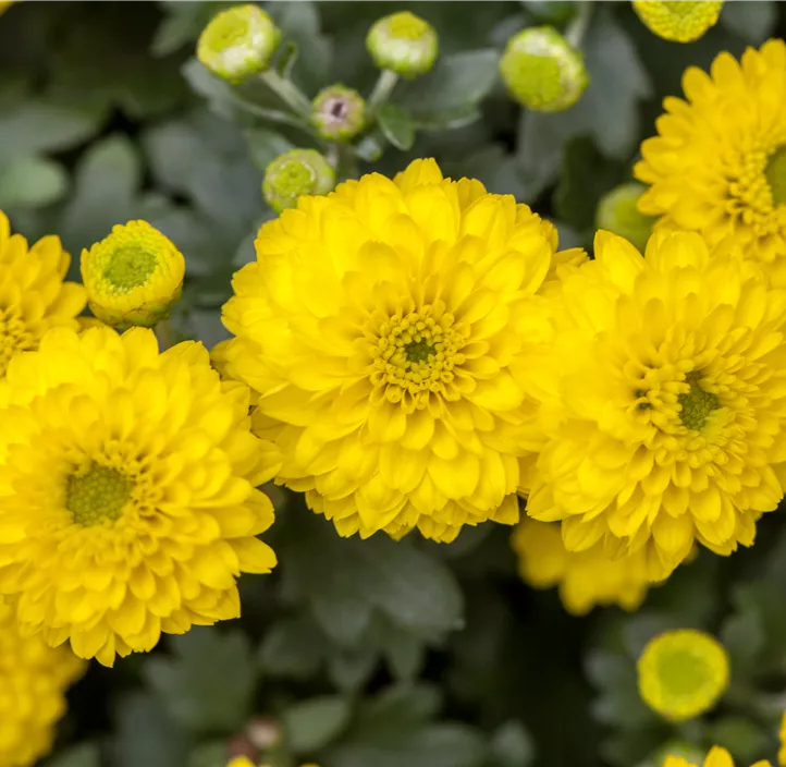 Chrysantheme Double Yellow