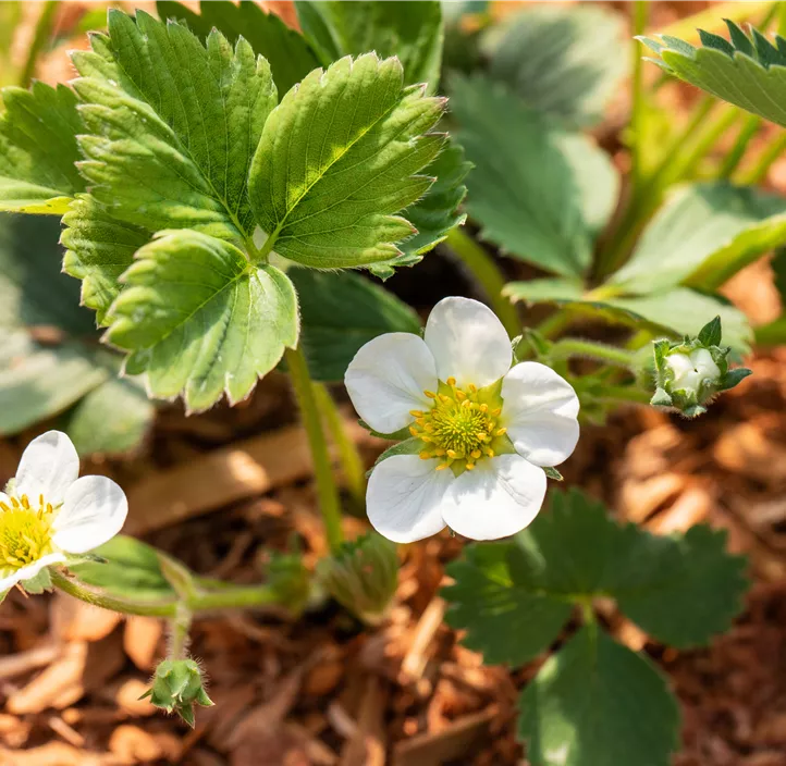 4-Monatserdbeere 'Lucky Berry'®