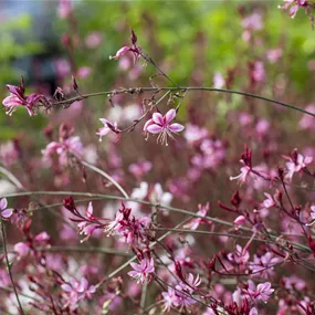 Gaura Gaudi Rose Pottburri