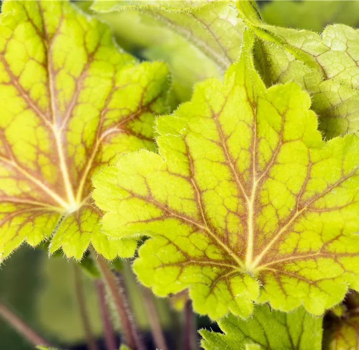 Garten-Purpurglöckchen 'Electra'®