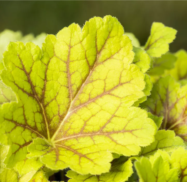 Garten-Purpurglöckchen 'Electra'®