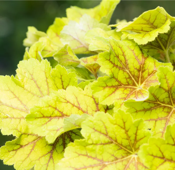 Garten-Purpurglöckchen 'Electra'®