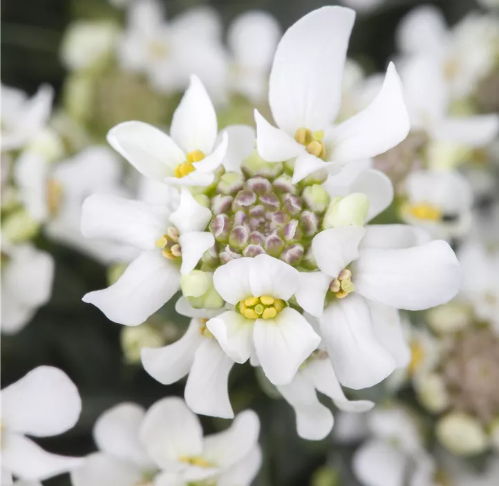 Immergrüne Schleifenblume