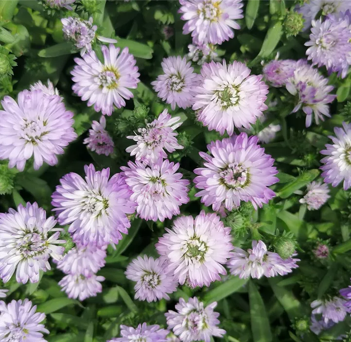 Glattblatt-Aster 'Victoria® Diana'