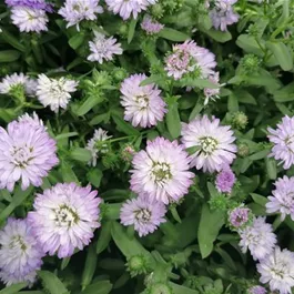 Aster novi belgii Victoria