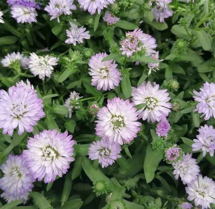 Glattblatt-Aster 'Victoria® Diana'