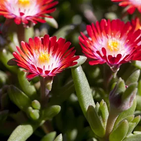 Delosperma cooperi ocean Pottburri