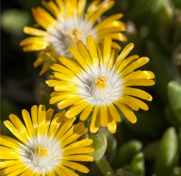 Coopers Mittagsblume