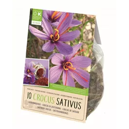 Crocus sativus BIO