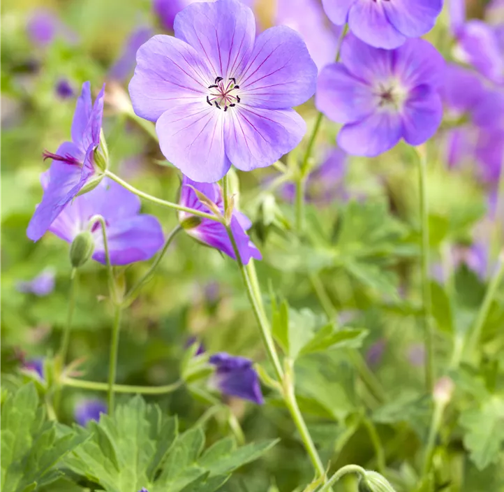 Garten-Storchschnabel 'Bloom Me Away'