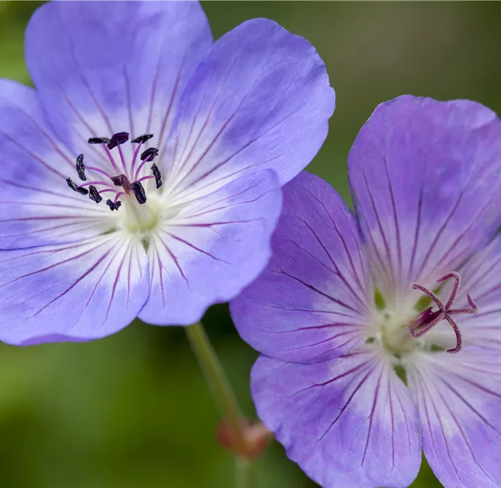 Garten-Storchschnabel 'Bloom Me Away'