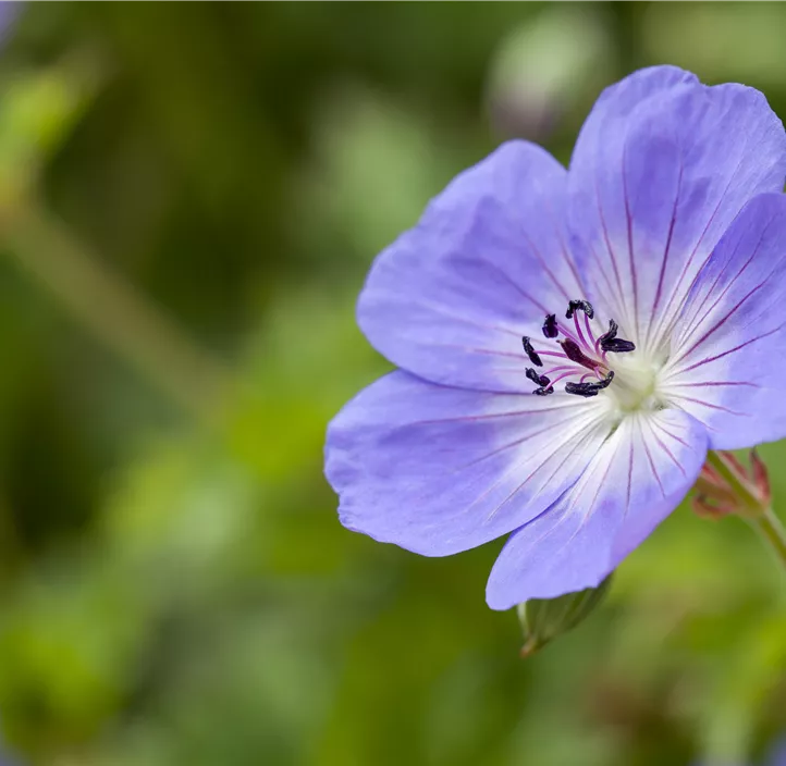 Garten-Storchschnabel 'Bloom Me Away'