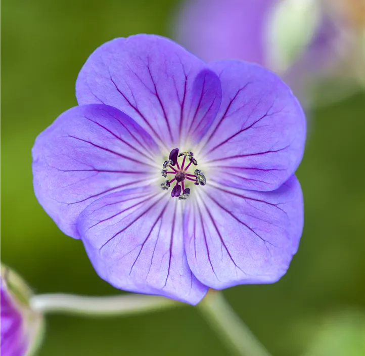 Garten-Storchschnabel 'Bloom Me Away'