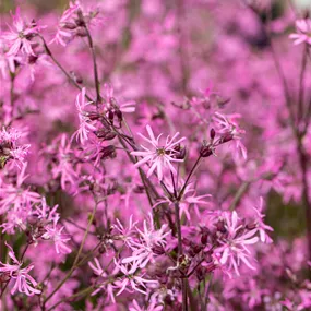 Lychnis flos-cuculi