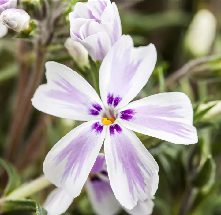 Garten-Teppich-Flammenblume