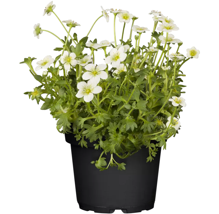 Saxifraga