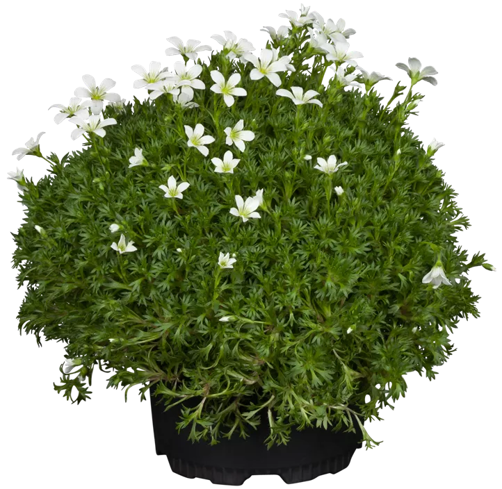 Saxifraga