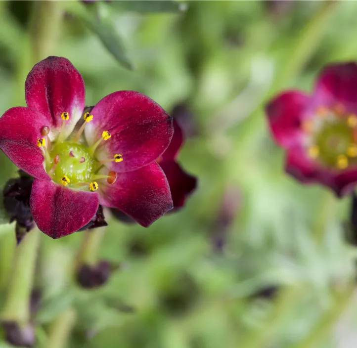 Saxifraga