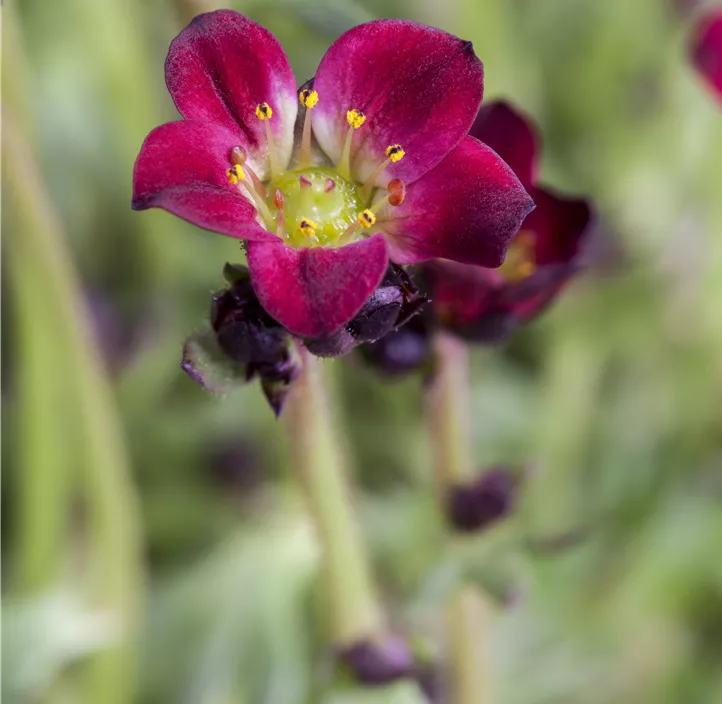 Saxifraga