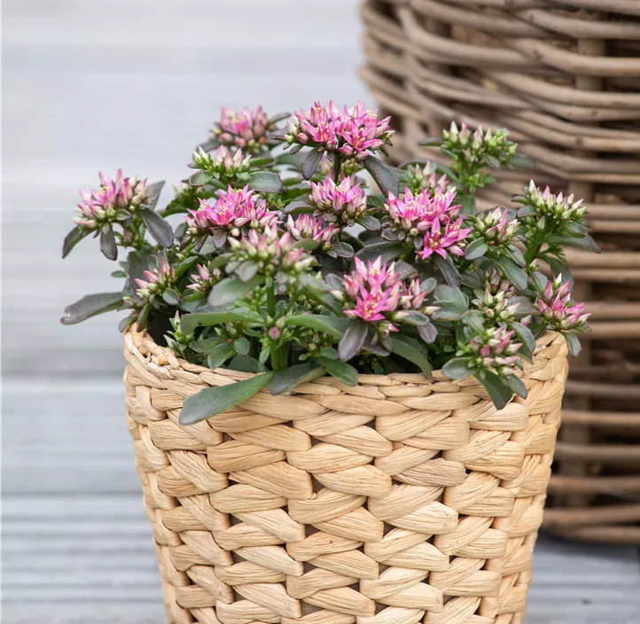 Garten-Teppich-Fettblatt 'Spot On™ Deep Rose'