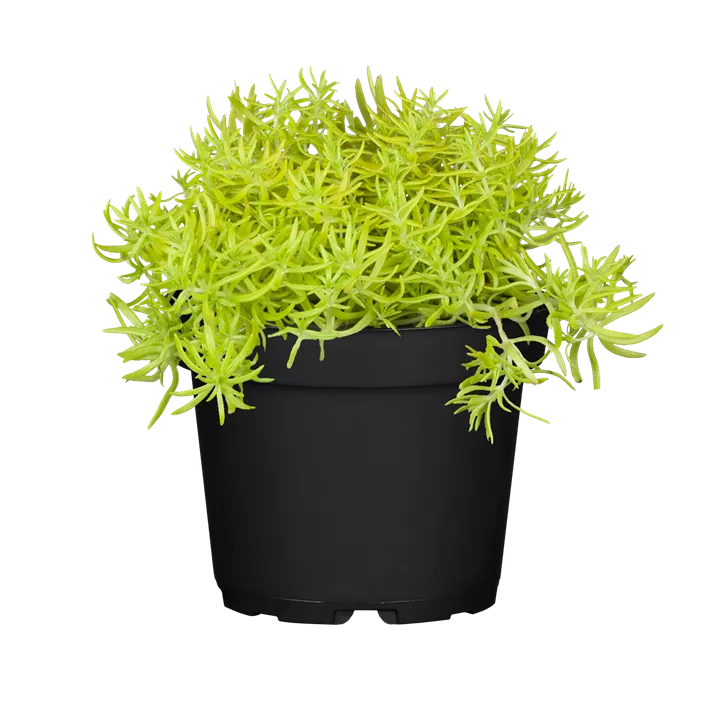 Sedum Yellow Bouquet Pottburri Fetthenne Yellow Bouquet Bellaflora