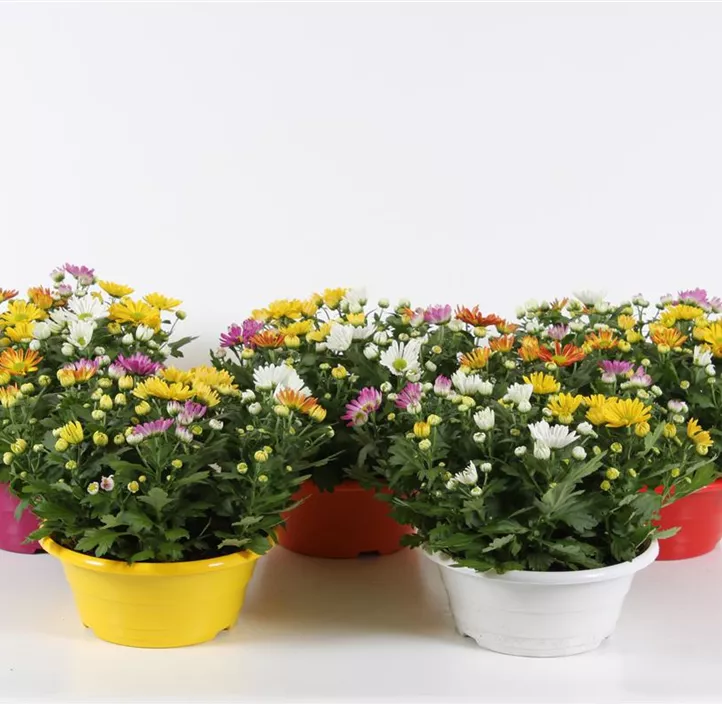 Multiflora-Chrysantheme 'Carneval'