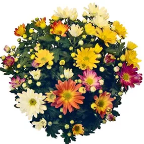 Chrysanthemum Carnaval Schale